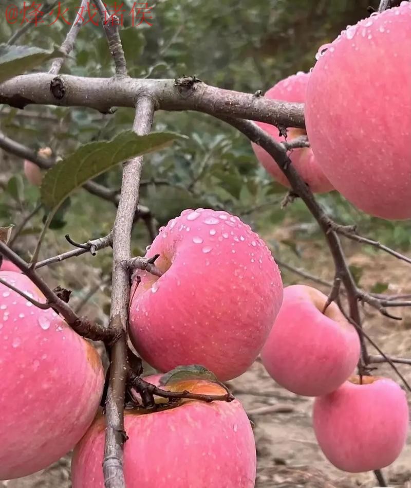 世界杯外围苹果 世界杯外围苹果
